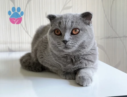 Scottish fold dişi Kedime eş aranıyor