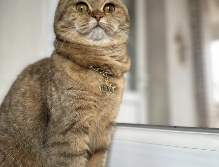 British Shorthair Black Golden - 118967614