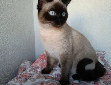 Siyam 1 Yaşında Eş Arıyor - 118967616