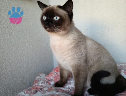 Siyam 1 Yaşında Eş Arıyor