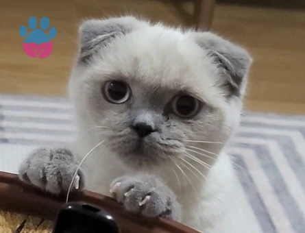 Scottish Fold Prenses Eş Arıyor