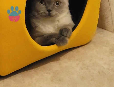 Scottish Fold Prenses Eş Arıyor