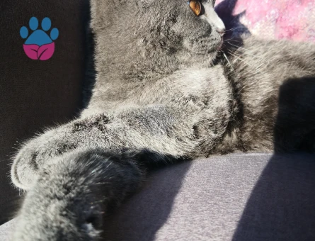 British Shorthair Kedime Deneyimli eş arıyoruz