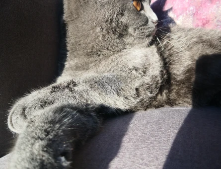 British Shorthair Kedime Deneyimli eş arıyoruz - 118967637