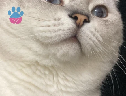 Oğluma dişi eş arıyoruz