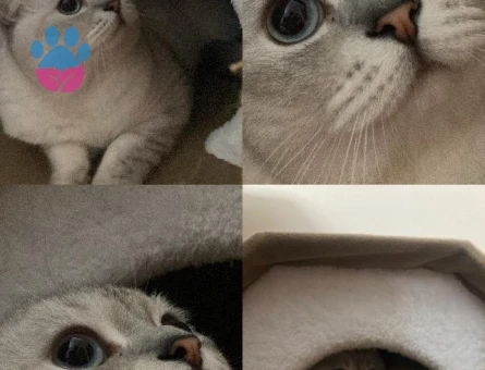 Oğluma dişi eş arıyoruz