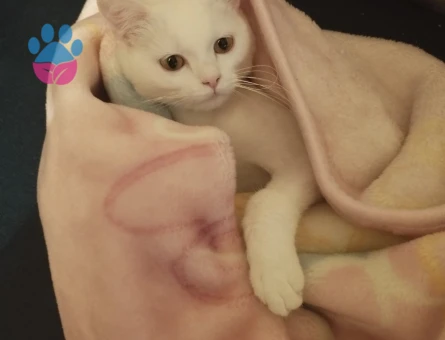 TATLI KIZIMIZA ERKEK EŞ ARIYORUZ..