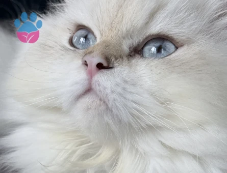 British Longhair Dişi Kızgınlıkta
