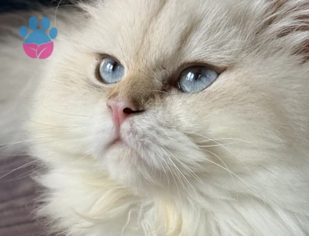 British Longhair Dişi Kızgınlıkta