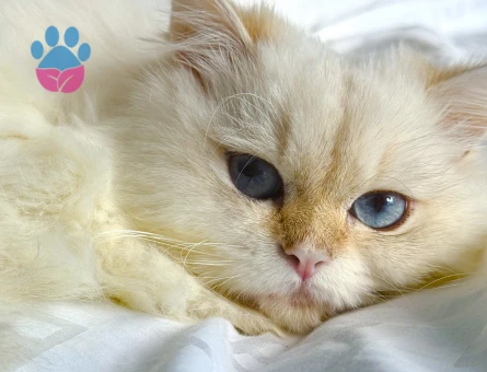 British Longhair Dişi Kızgınlıkta