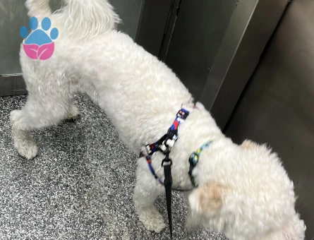 GoldenDoodle Oğluma kız arıyorum