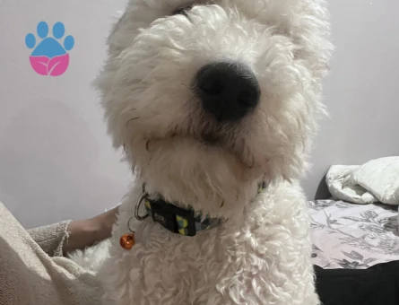GoldenDoodle Oğluma kız arıyorum
