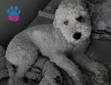 GoldenDoodle Oğluma kız arıyorum