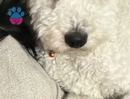 GoldenDoodle Oğluma kız arıyorum