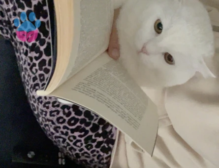 British Shorthair Erkek 1.5 yaşında