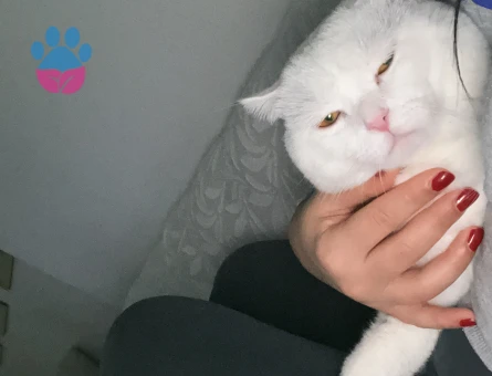 British Shorthair Erkek 1.5 yaşında