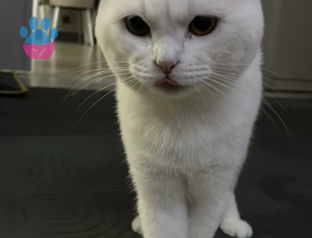 British Shorthair Erkek 1.5 yaşında