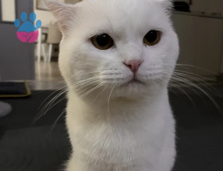 British Shorthair Erkek 1.5 yaşında