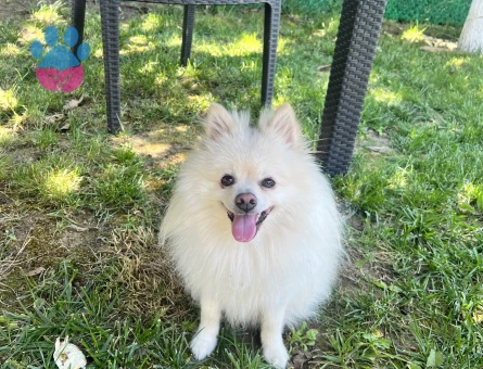 3 yaşında erkek pomerian çift arıyorum