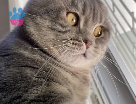 Scottish Fold Erkek Kedim İçin Sağlıklı Dişi Eş Aranıyor