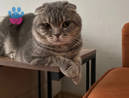 Scottish Fold Erkek Kedim İçin Sağlıklı Dişi Eş Aranıyor