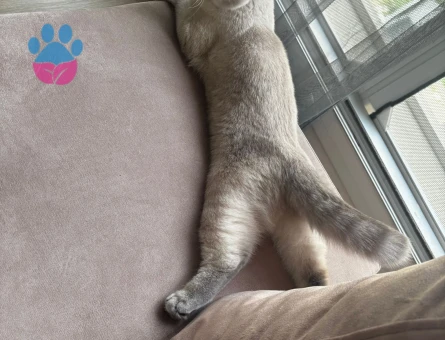 Kızımız Scottish Fold Kedimize damat arıyoruz