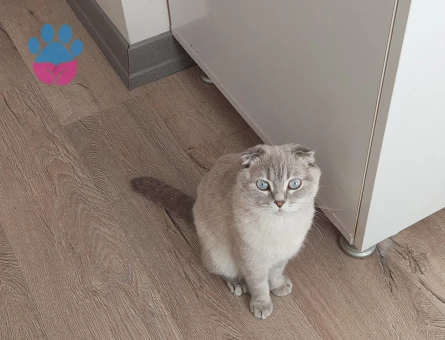SCOOTİSH FOLD SAĞLIKLI DİŞİ KEDİME EŞ ARIYORUZ