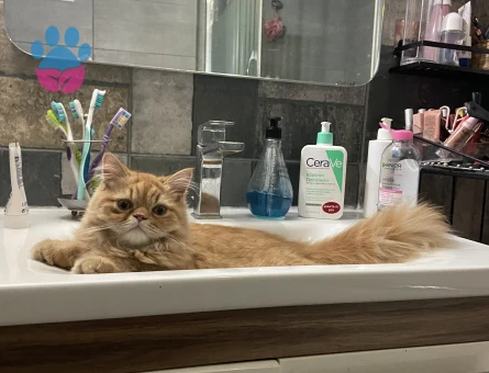 Dişi Chinchilla Eş Arıyor