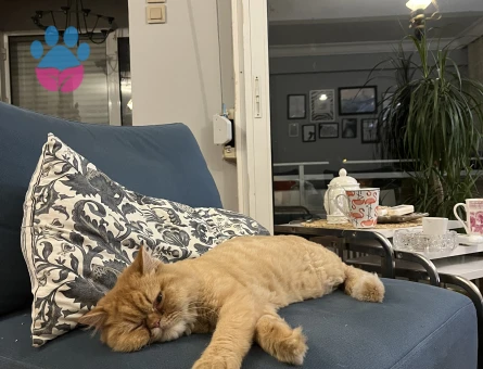 Dişi Chinchilla Eş Arıyor