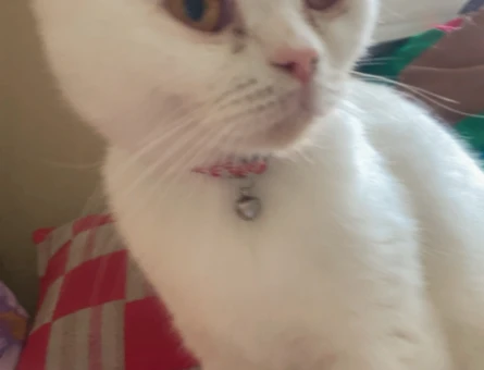 Scottish Fold Kızgınlıkta - 118969408