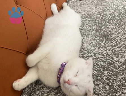 Scottish fold Eş Arıyor