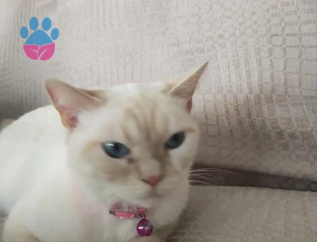 Kızımız mila ya eş arıyoruz