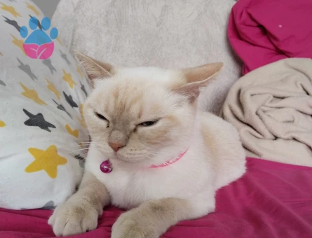 Kızımız mila ya eş arıyoruz