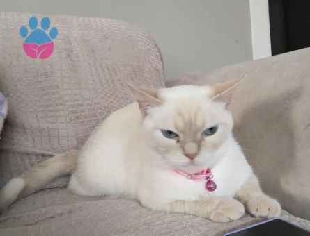 Kızımız mila ya eş arıyoruz