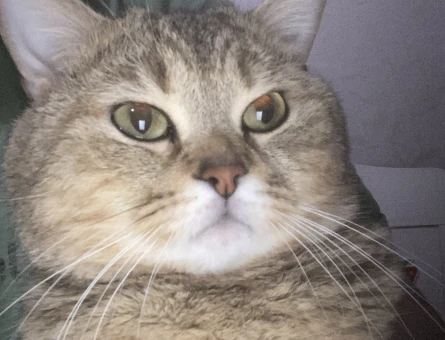 British shorthair 2 Yaşında Eş Arıyor - 118969422