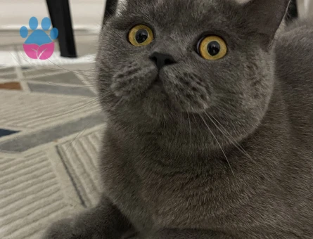 British Shorthair