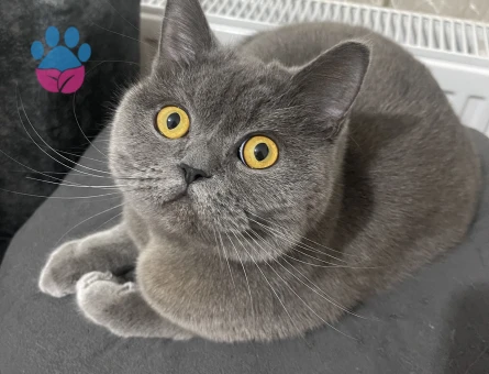 British Shorthair