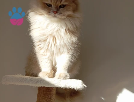 British Longhair Oğlumuza Eş Arıyoruz