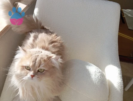 British Longhair Oğlumuza Eş Arıyoruz