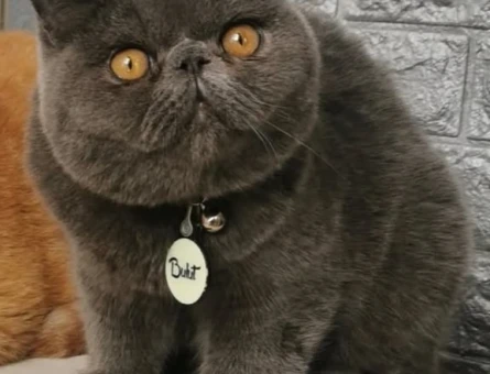 Exotic Shorthair Oğlumuz Bulut Bey'e Eş Arıyoruz 🩶 - 118977573