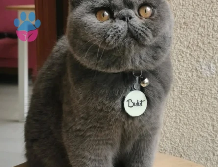 Exotic Shorthair Oğlumuz Bulut Bey'e Eş Arıyoruz 🩶