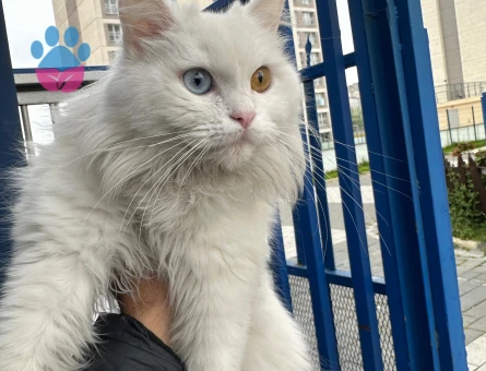 Van kedime eş arıyorum