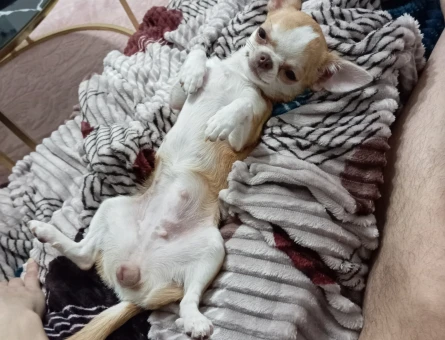 Chihuahua Köpeğime Eş Arıyorum 1 Yaşında - 118984020