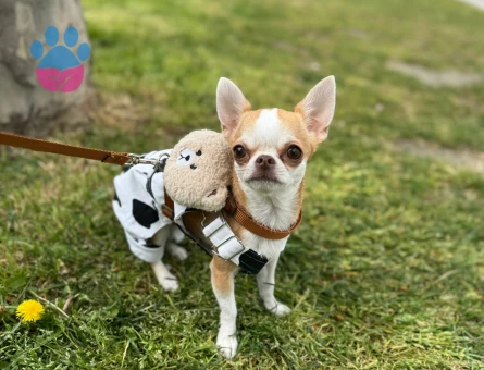 Chihuahua Köpeğime Eş Arıyorum 1 Yaşında