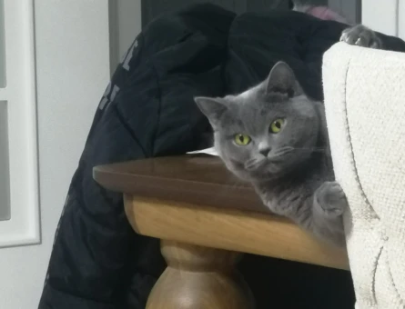 British Shorthair 1 Yaşında Eş Arıyoruz - 118984023