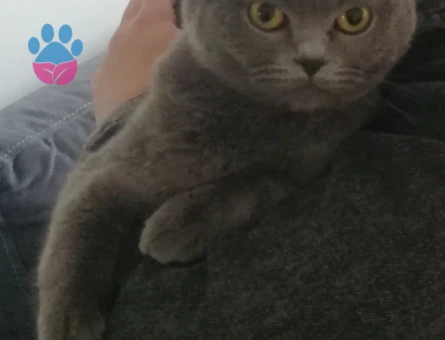 British Shorthair 1 Yaşında Eş Arıyoruz