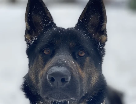 Alman Kurdu 5 Yaşında Dişi Köpeğime Eş Arıyorum - 118984027