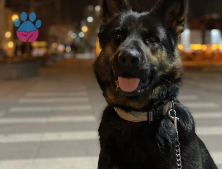 Alman Kurdu 5 Yaşında Dişi Köpeğime Eş Arıyorum