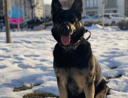 Alman Kurdu 5 Yaşında Dişi Köpeğime Eş Arıyorum