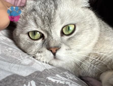 British Shorthair Avi Dişi partnerini arıyor